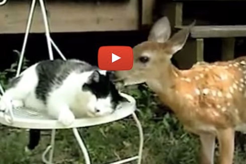 Cat Gets a Bath from a Deer Friend