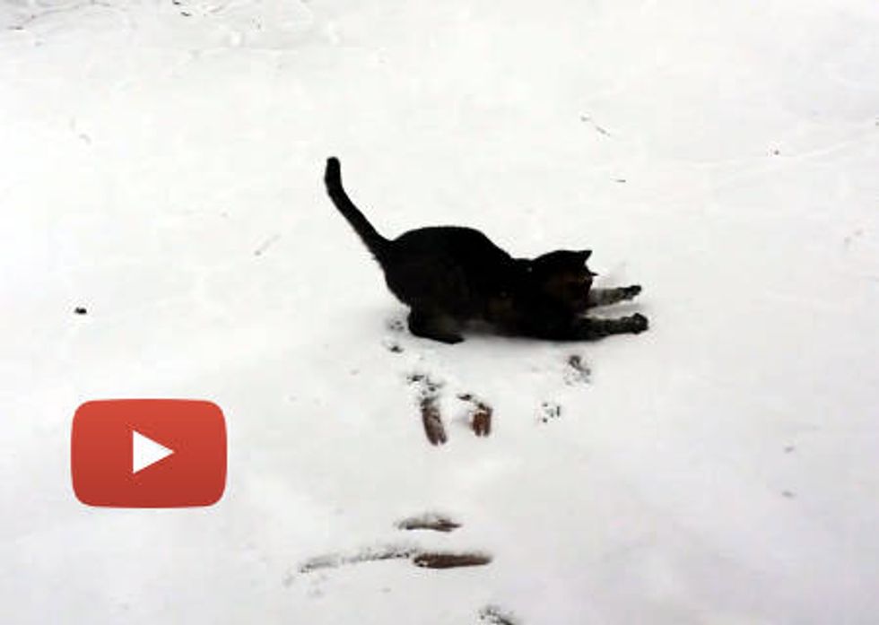 Cat Sees Snow The First Time