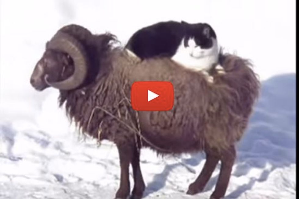 Cat And His Sheep Taxi