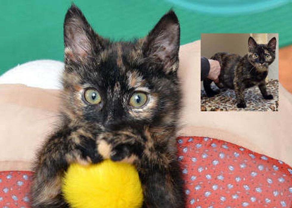 Partially Paralyzed Tortie Cat Is Determined To Walk Again
