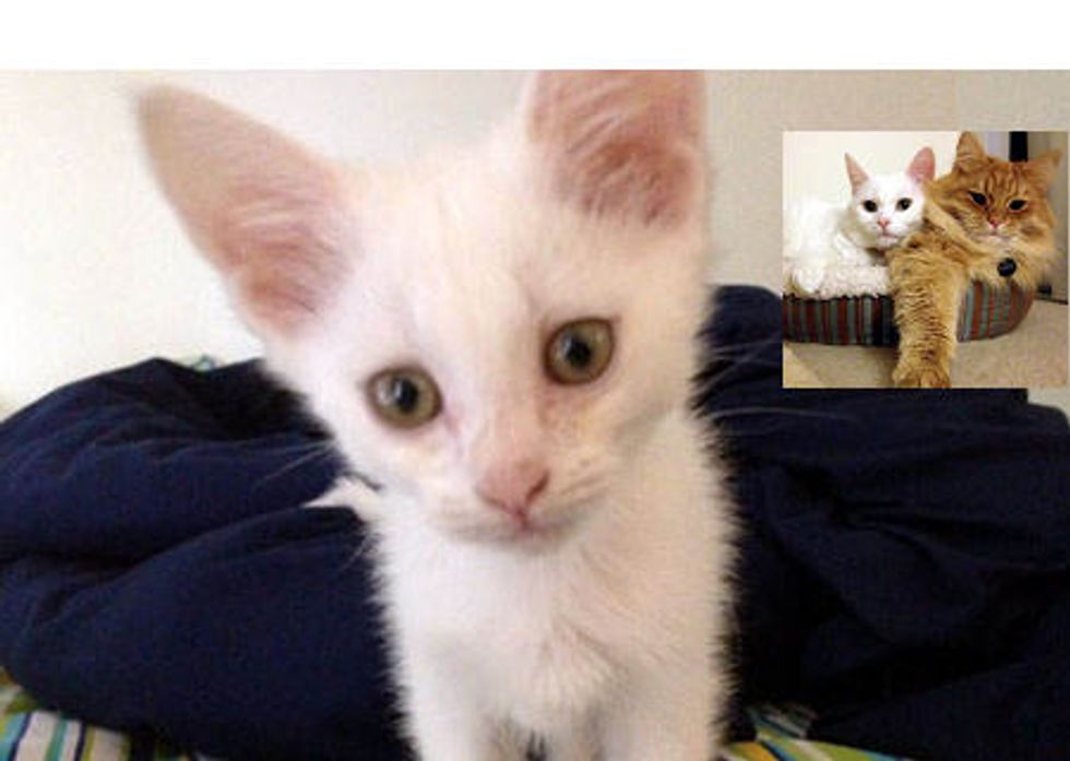 Kitten Rescued At Construction Site: Then & Now