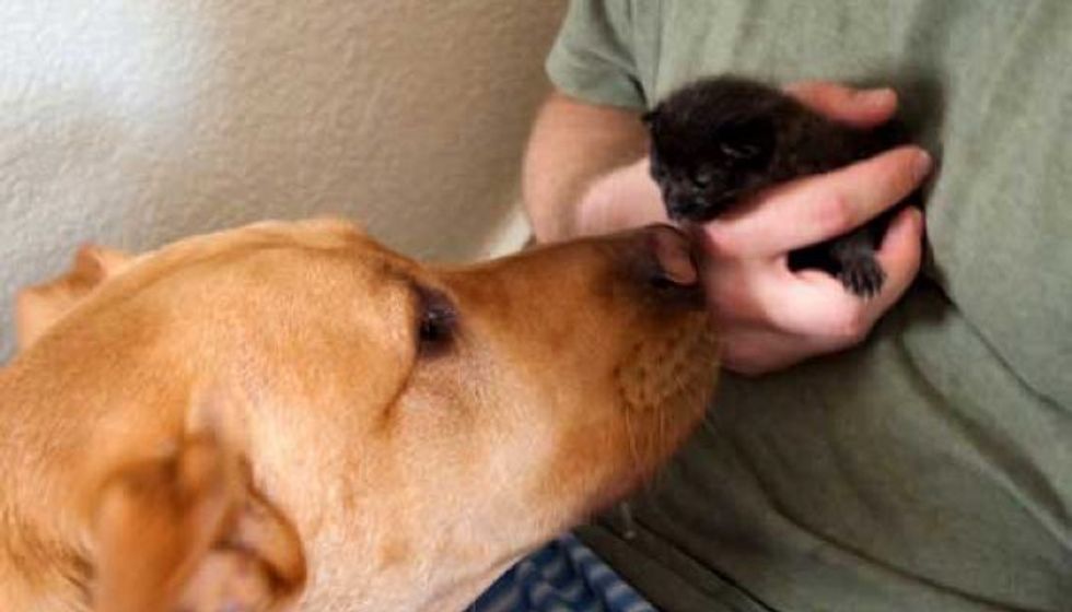 Dog Found Orphaned Kitten and Became Her New Dad