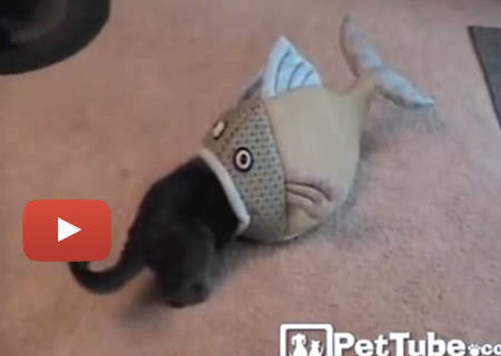 Kitty In Big Fish