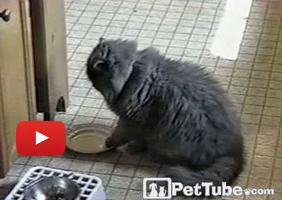 Kitty Wants Food