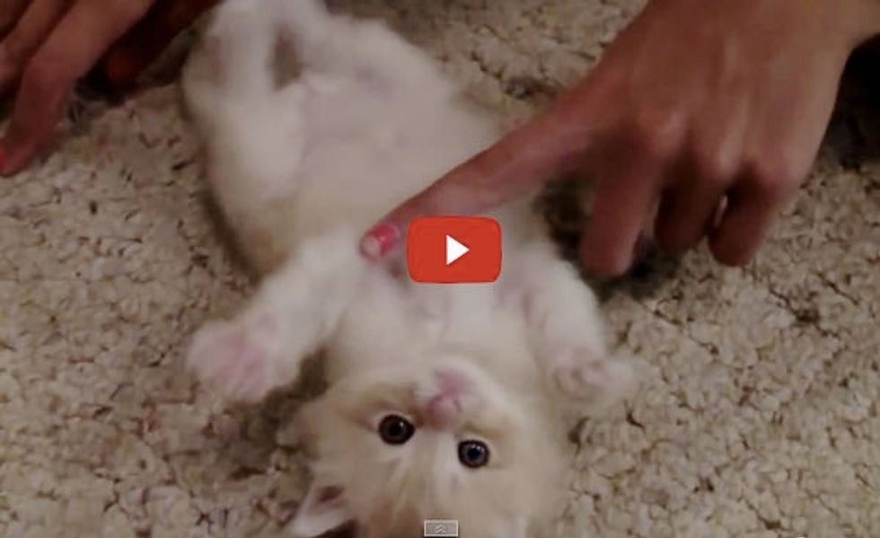 Tickling A Kitten! Look at that Belly!