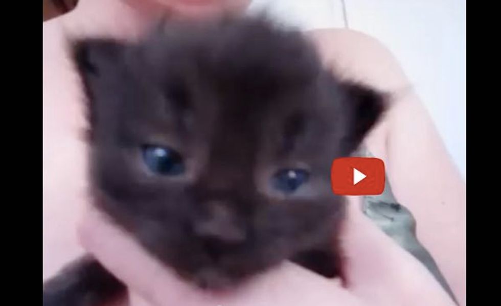 This Teeny Kitten Has a Funny Meow