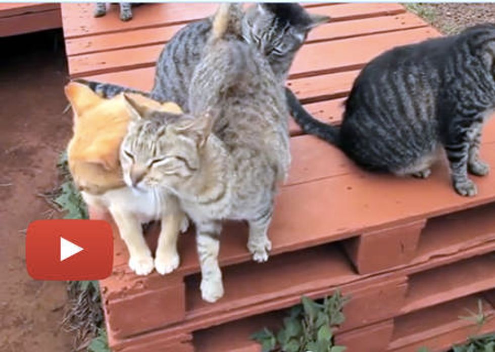 Happy Friendly Island Cats At Cat Sanctuary In Hawaii
