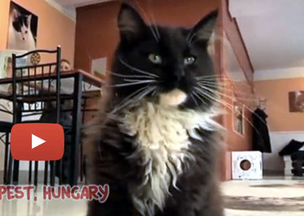 Hungarian Cat Cafe