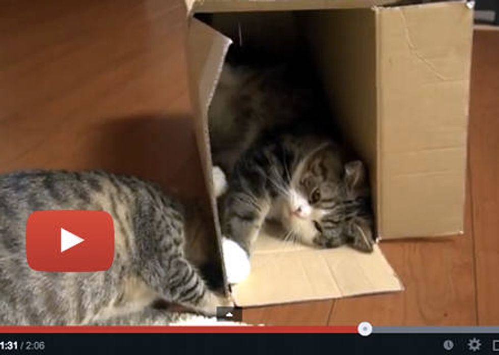 Maru And Hana In A Box!