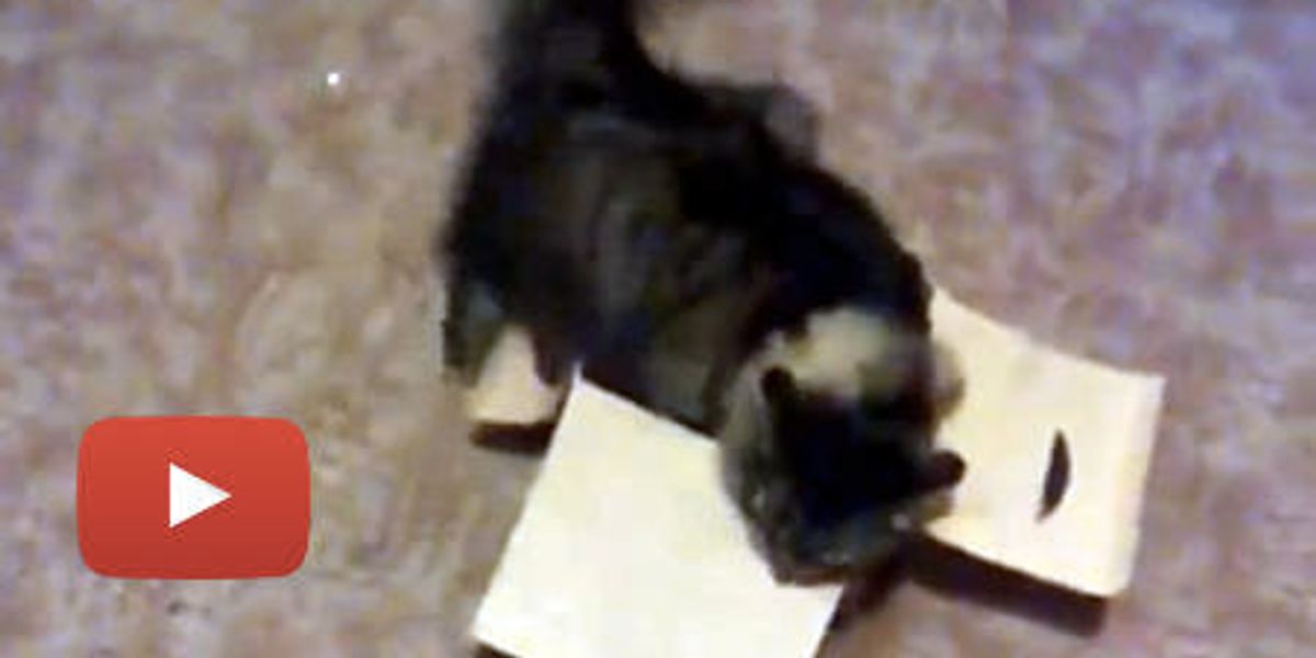 Cat Loves A Small Box Love Meow