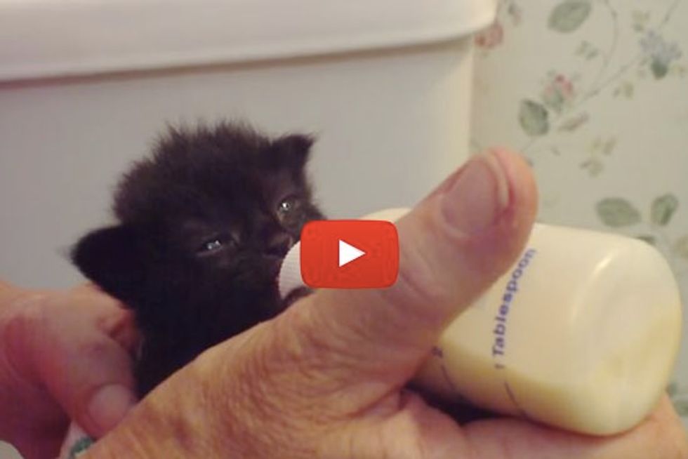 Bottle Kitten Wiggles Ears While Eating