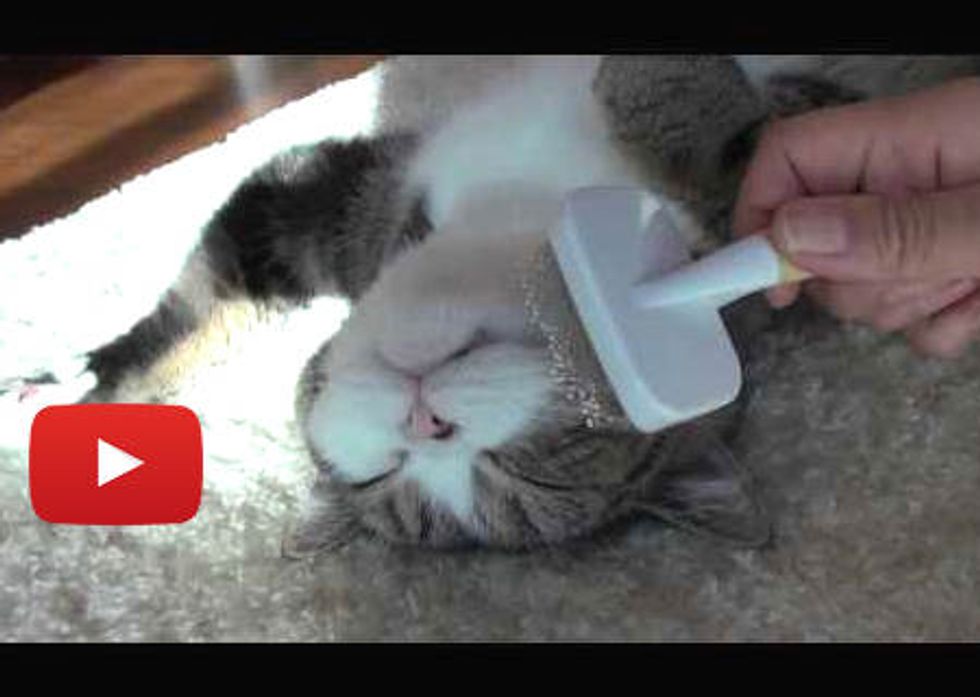 Maru Brushing Time