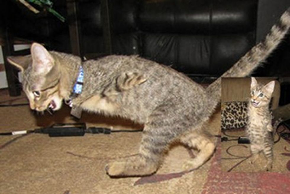 Mercury The Kitten Has No Front Legs But Absolutely Loves Life