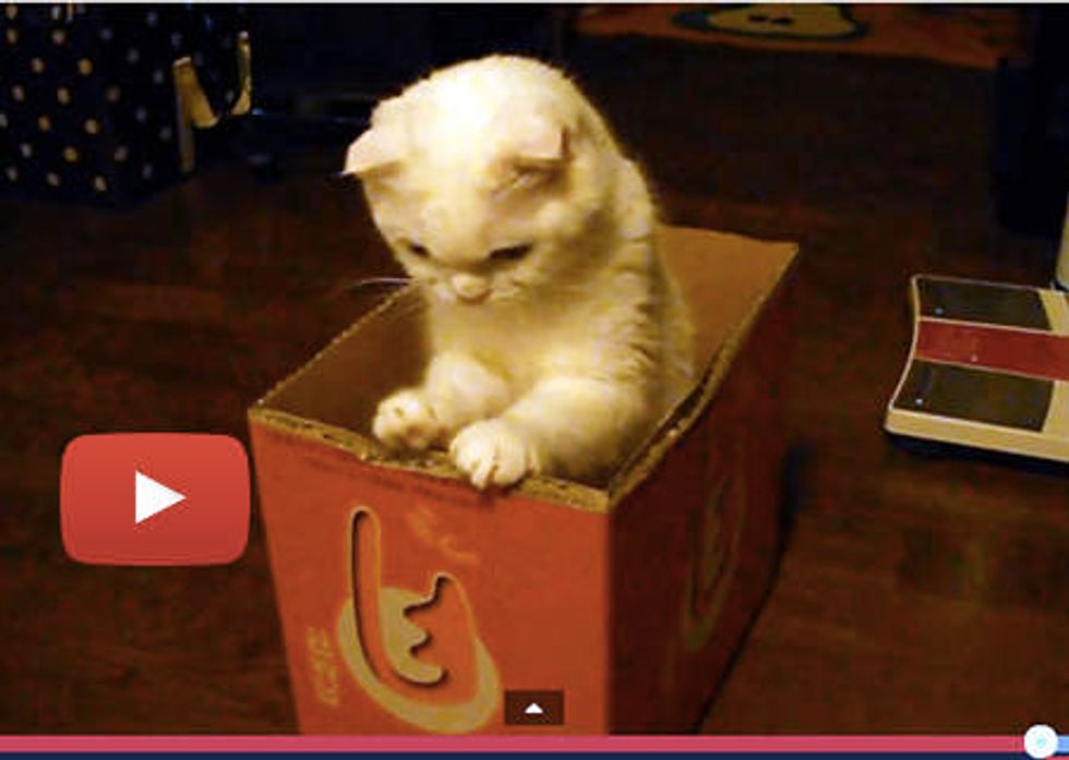 Box Cat And Mouse Toy