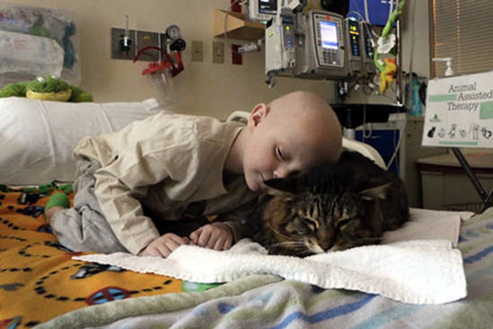 10 Year Old Cat Huck Finn Helps Heal Sick Portland Kids