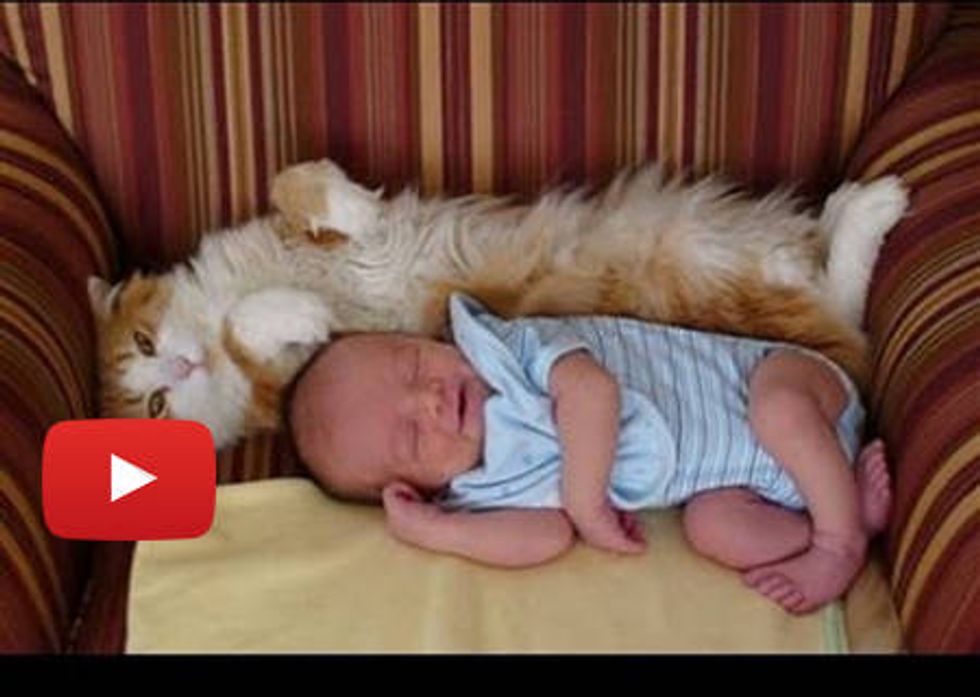 Cat Meeting Babies For The First Time