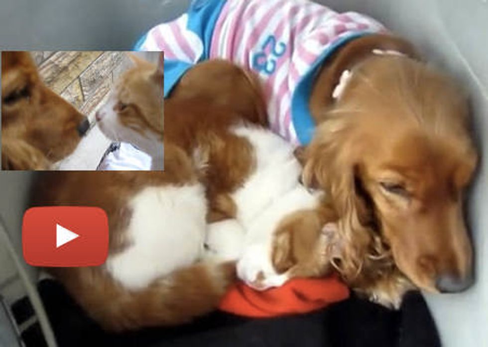 Stray Cat Follows Dog Home, Now They Are Family