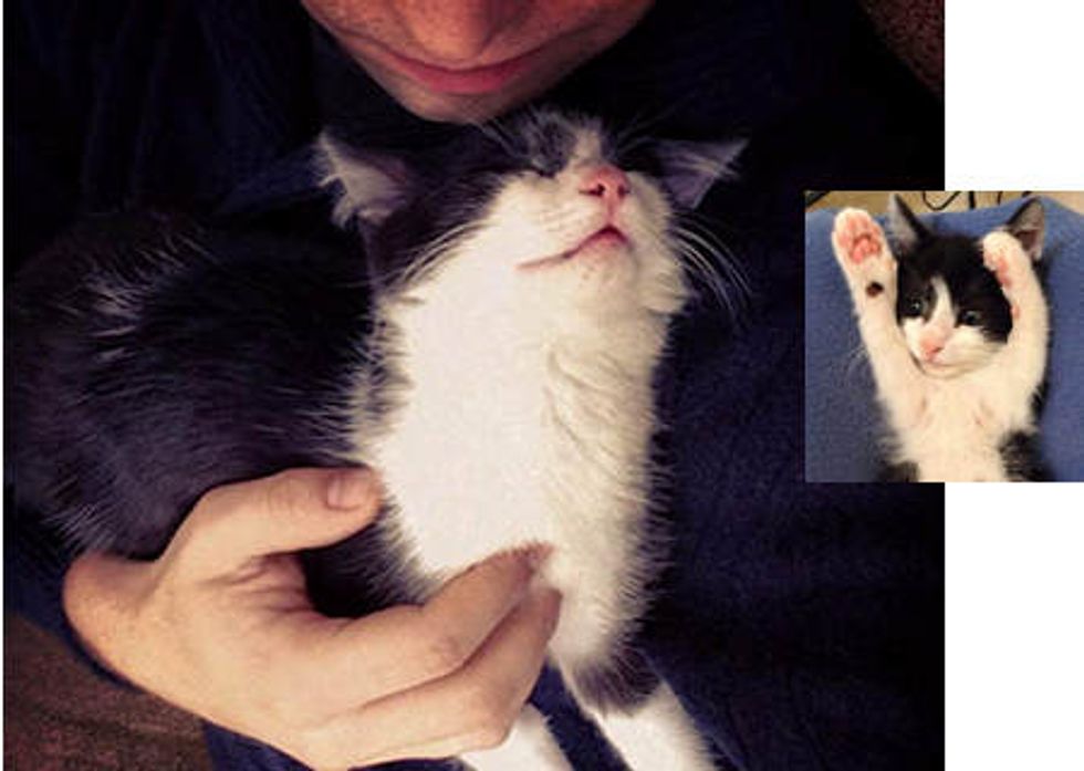 Hugo The Cat Love Meow