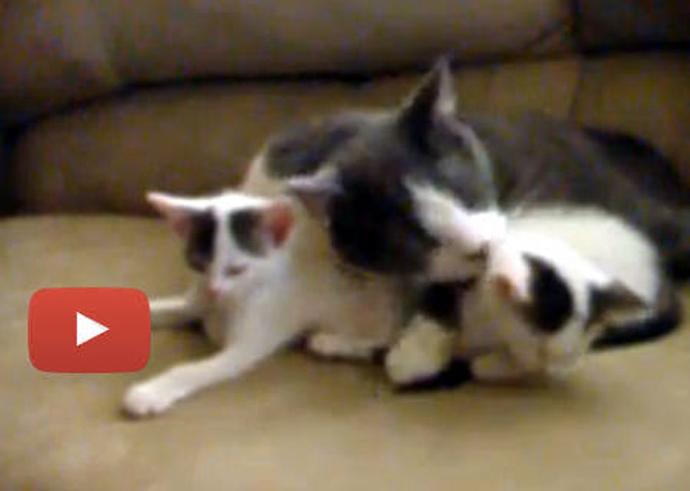 Male Cat Caring For Orphan Kittens