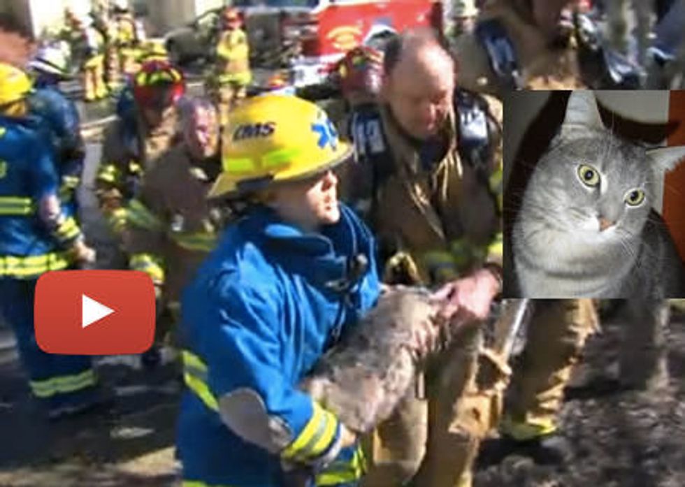 Starbuck The Cat Saved By Greensboro Firefighters & Police From Condo Complex Fire