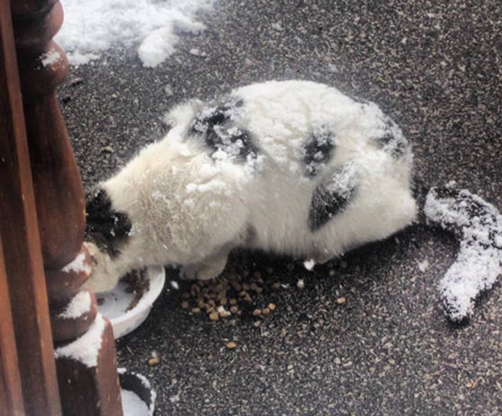 Man Spent Days to Save Stray Cat from Living in the Cold