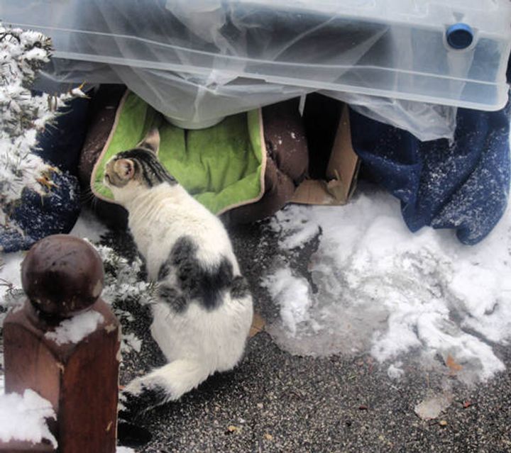 Man Spent Days to Save Stray Cat from Living in the Cold