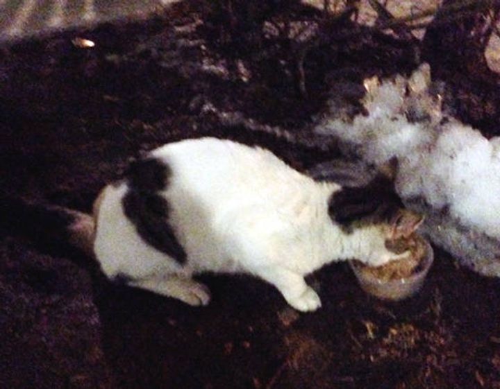 Man Spent Days to Save Stray Cat from Living in the Cold