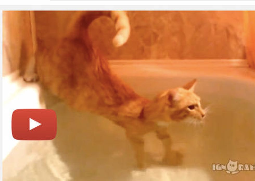 Cat Joins Human For A Bath