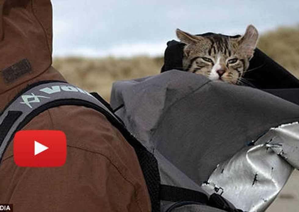 Higgs The Cat Likes To Travel In Backpack