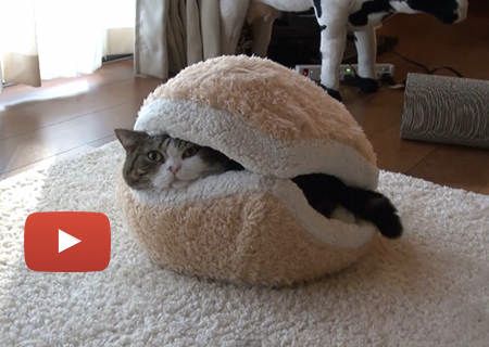 macaron cat bed