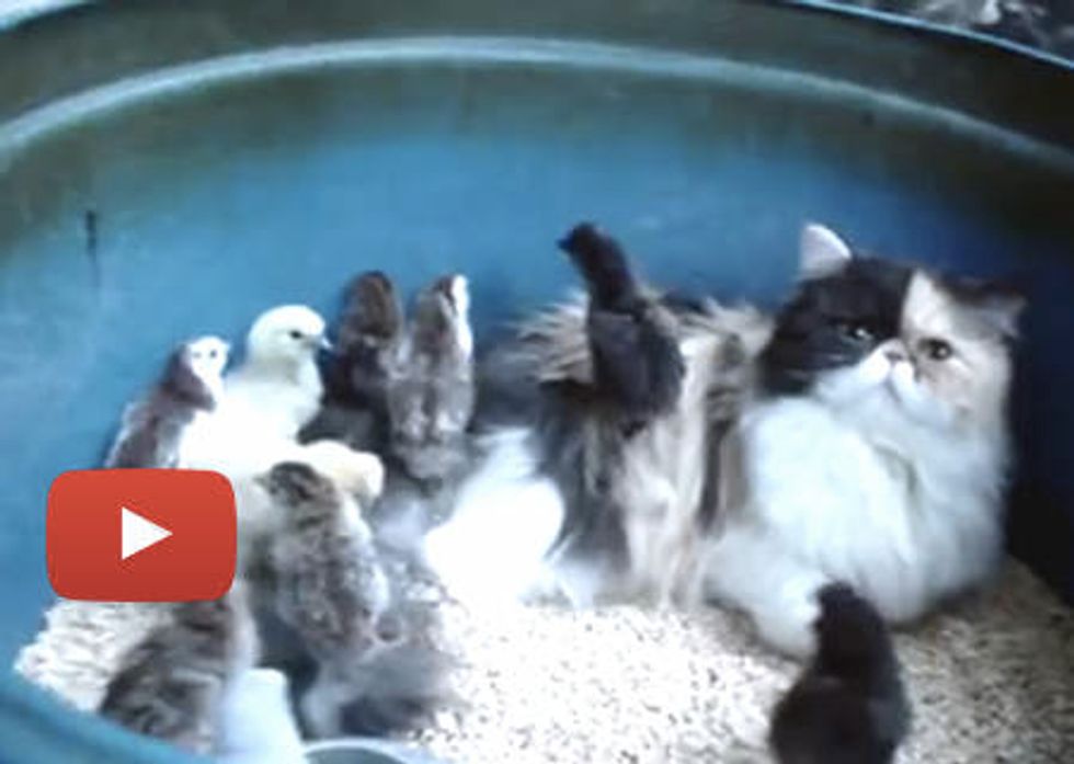 Cat Adopts Chicks