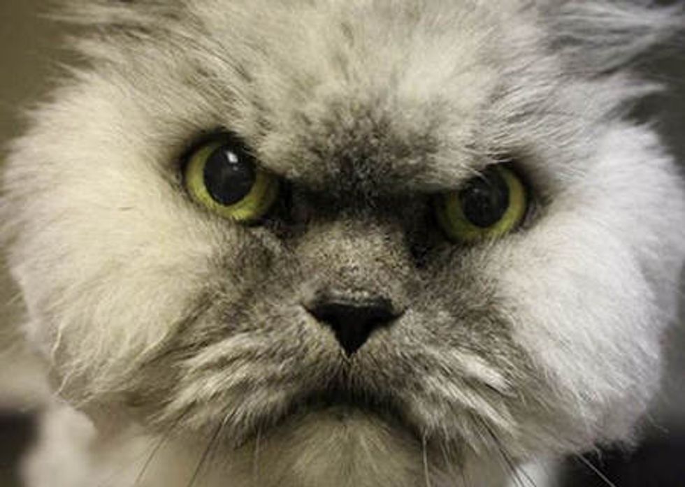 Grumpy Shelter Cat Gets Adopted. Doesn't He Look Happy Now?
