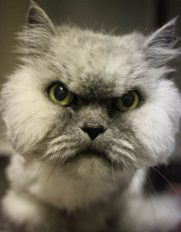 Grumpy Shelter Cat Gets Adopted. Doesn't He Look Happy Now? - Love Meow