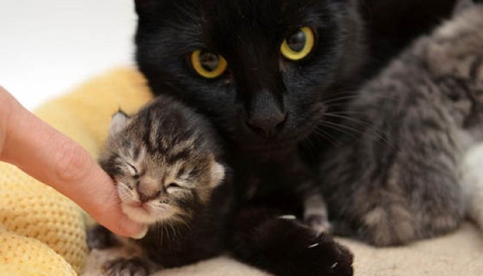 Rescue Cat Mama Had One Kitten Adopted Orphan Babies