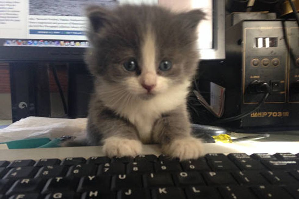 Tiny Kitten Found In AC Unit