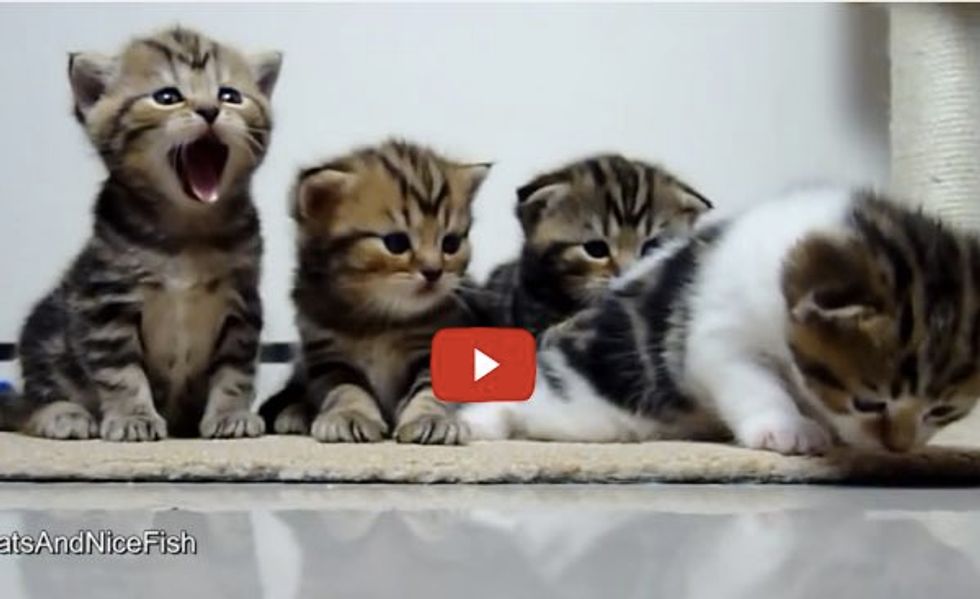 Yawny Smiley Kitties! I Think They Just Broke the Cuteness Meter!