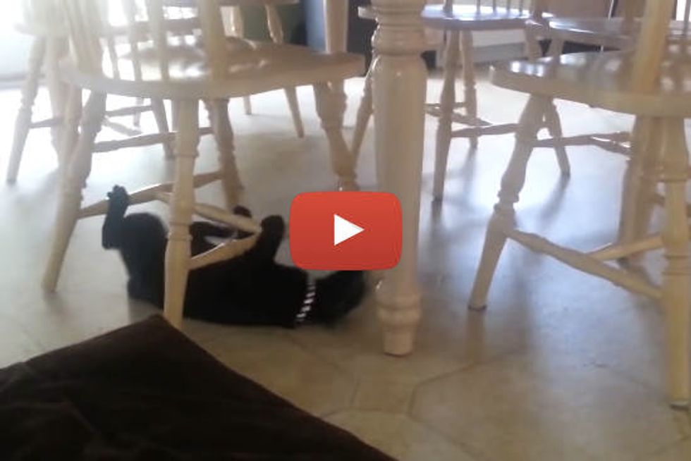 Silly Cat Uses Chairs as Monkey Bars