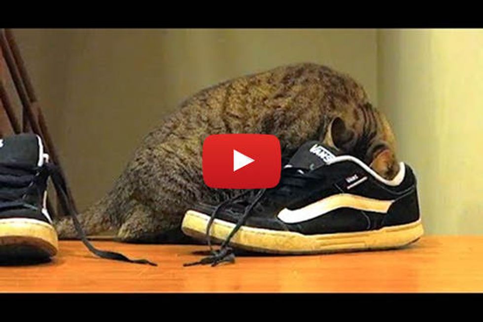 Cat Loves Shoes