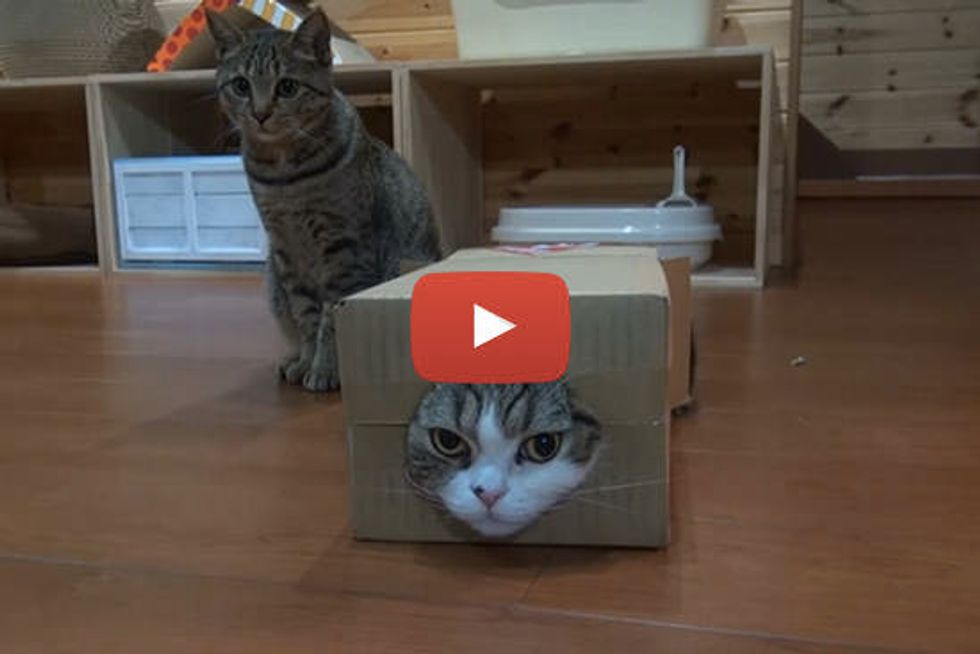 Maru, Hana, And Box