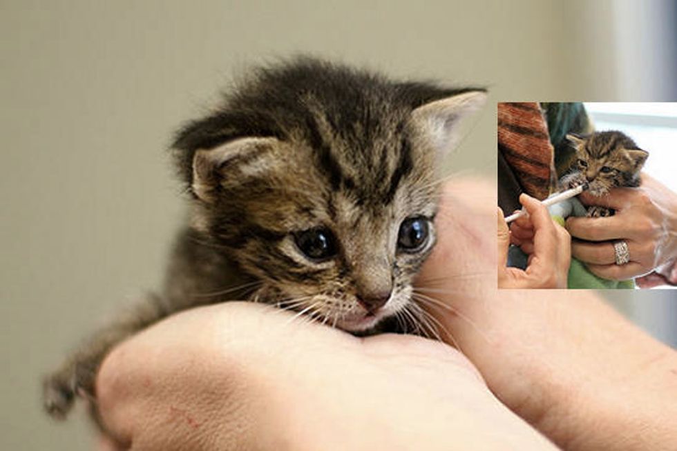 Kindness Saves Tiny Orphan Kitten