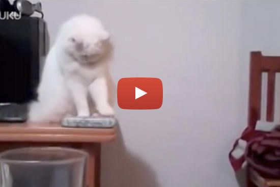 cat pushing things off table