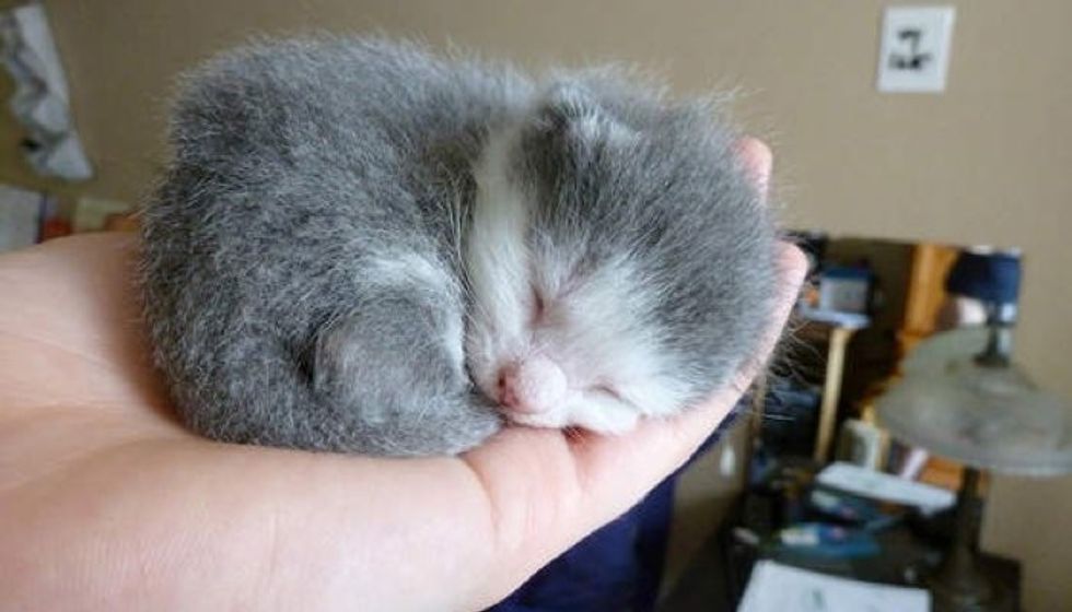 Orphan Newborn Kitten Finds A New Mom