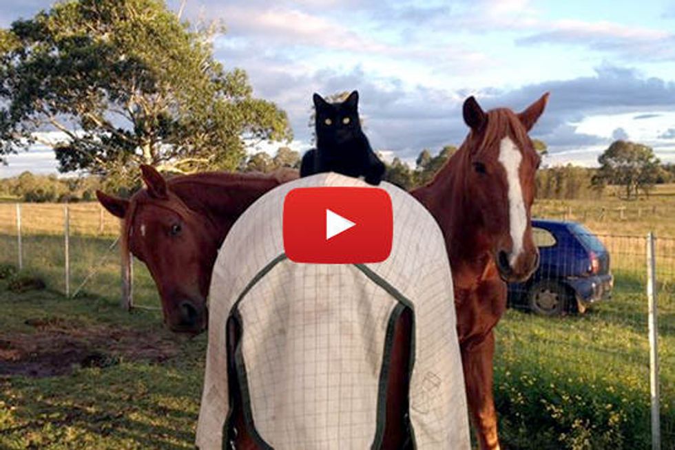 Morris The Cat & Champy The Horse