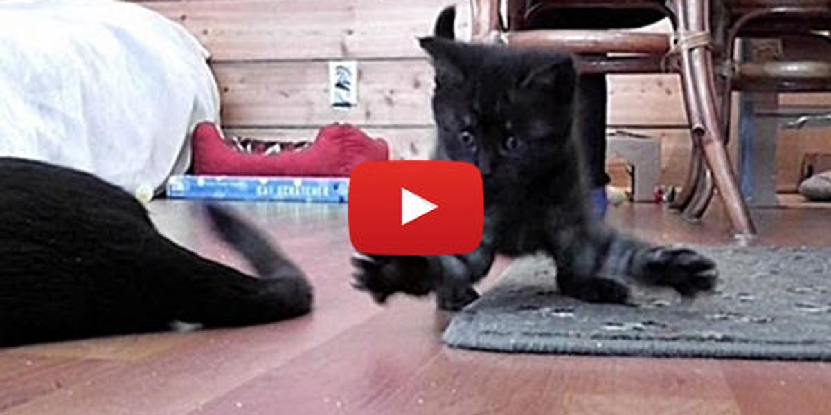 A Kitten's Favorite Toy Love Meow