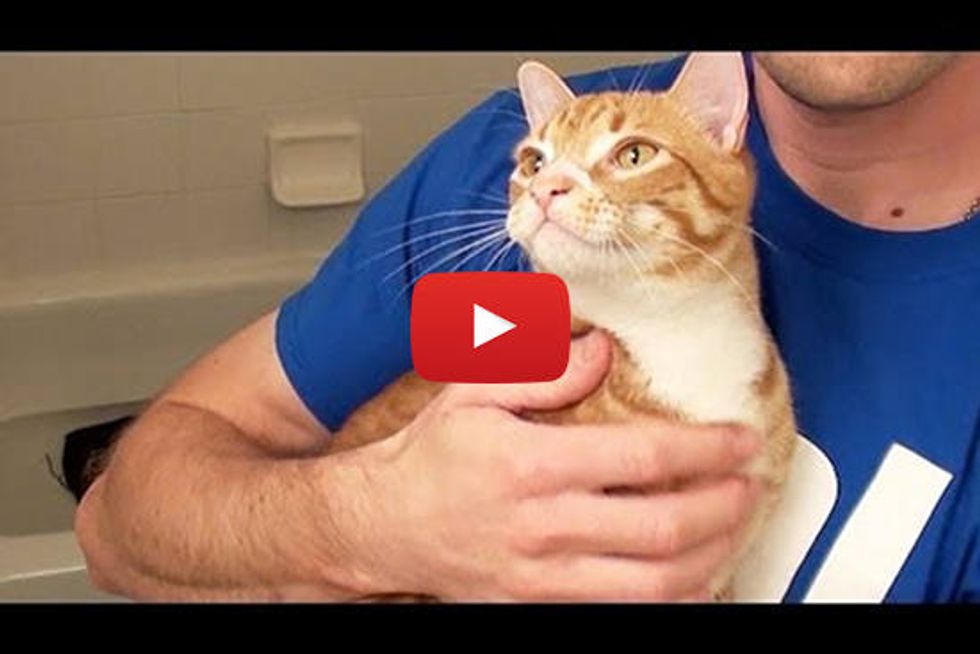 How To Bathe A Cat By Marmalade & His Stunt Double