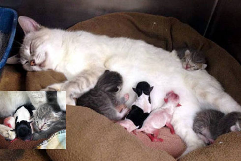 Cat Becomes Surrogate Mom To Preemie Puppies Love Meow