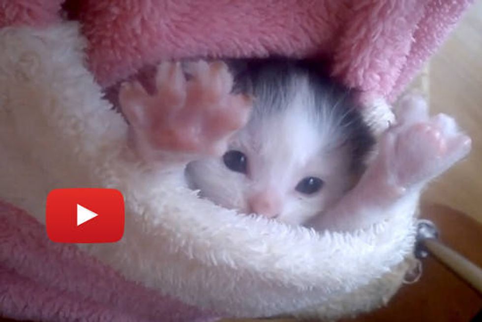 Kitten In My Pocket