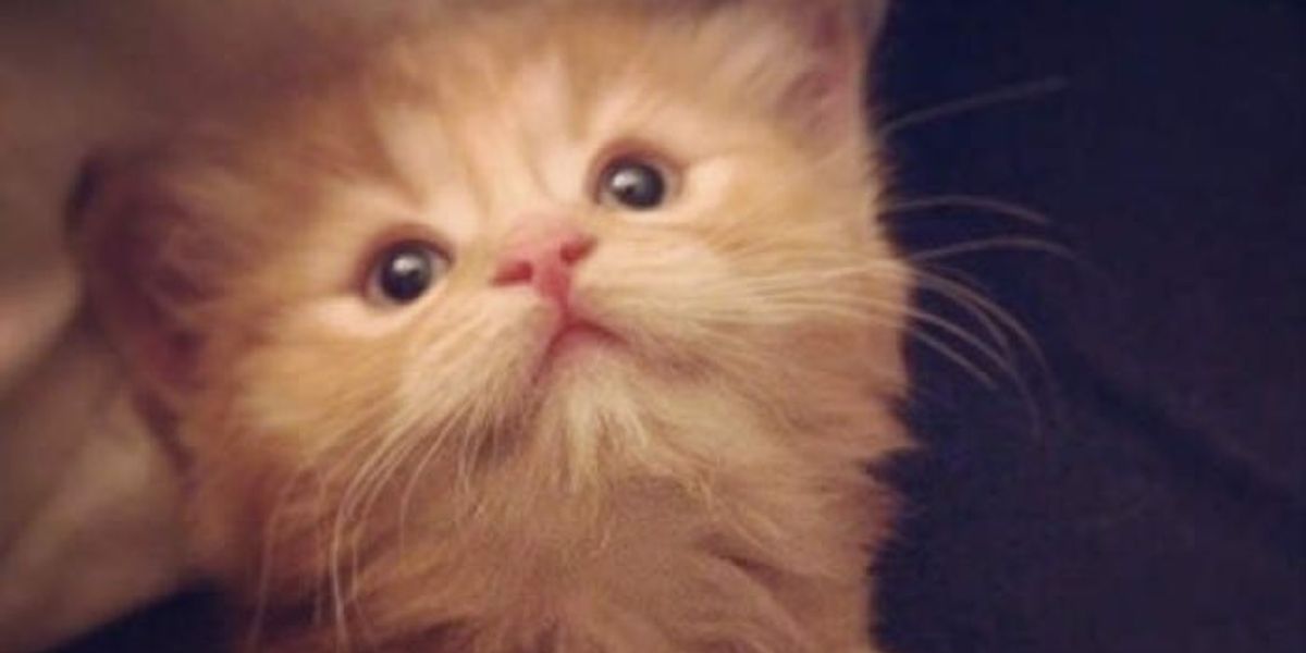 Ginger Cat Rescued From Freezing Cold, Now All Grown Up! Love Meow