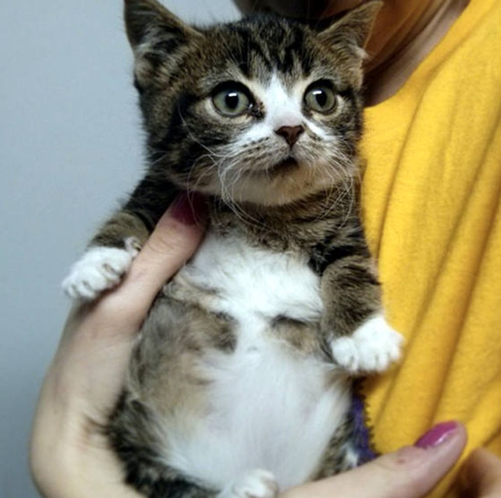 Elfie The Rescue Dwarf Cat Love Meow