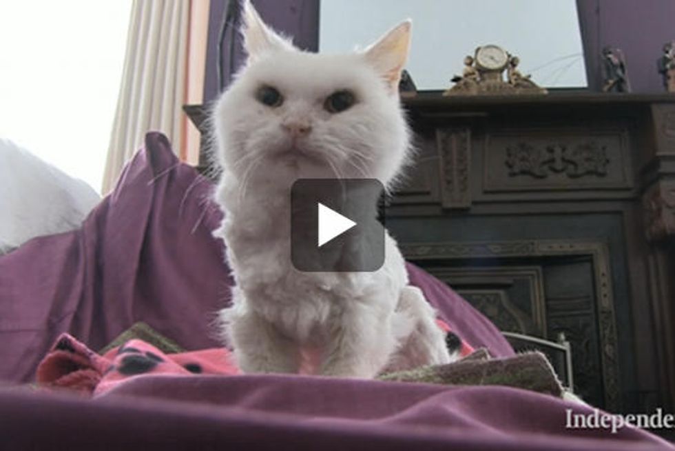 25 Year Old Phoebe Could Be World's Oldest Living Cat